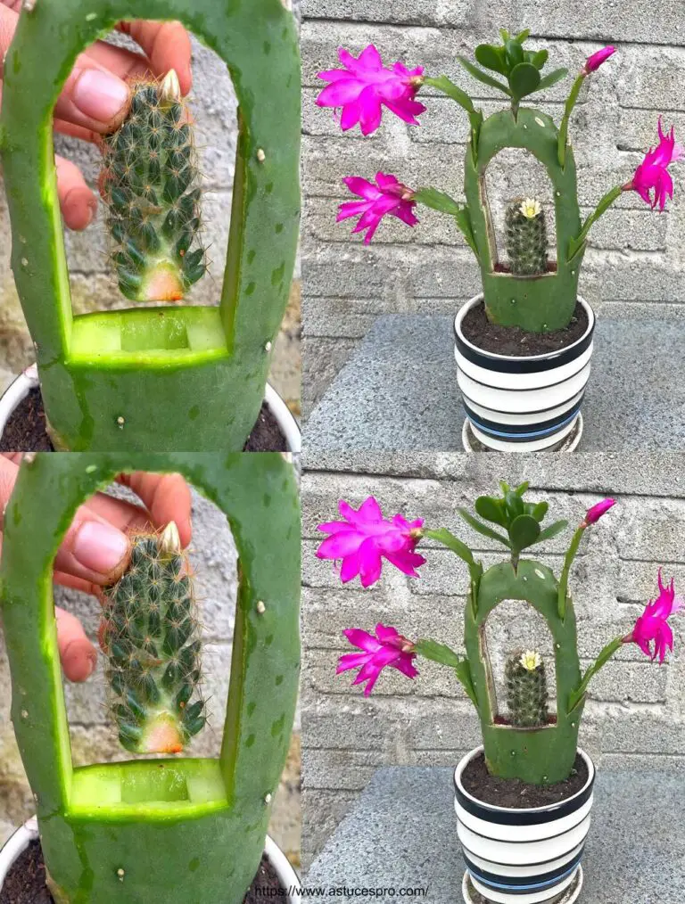 Match 3 tipos de cactus