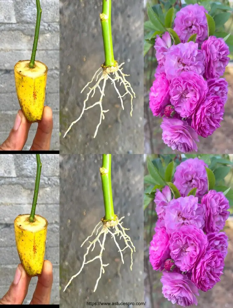 Chuletas de planta rosa con plátanos