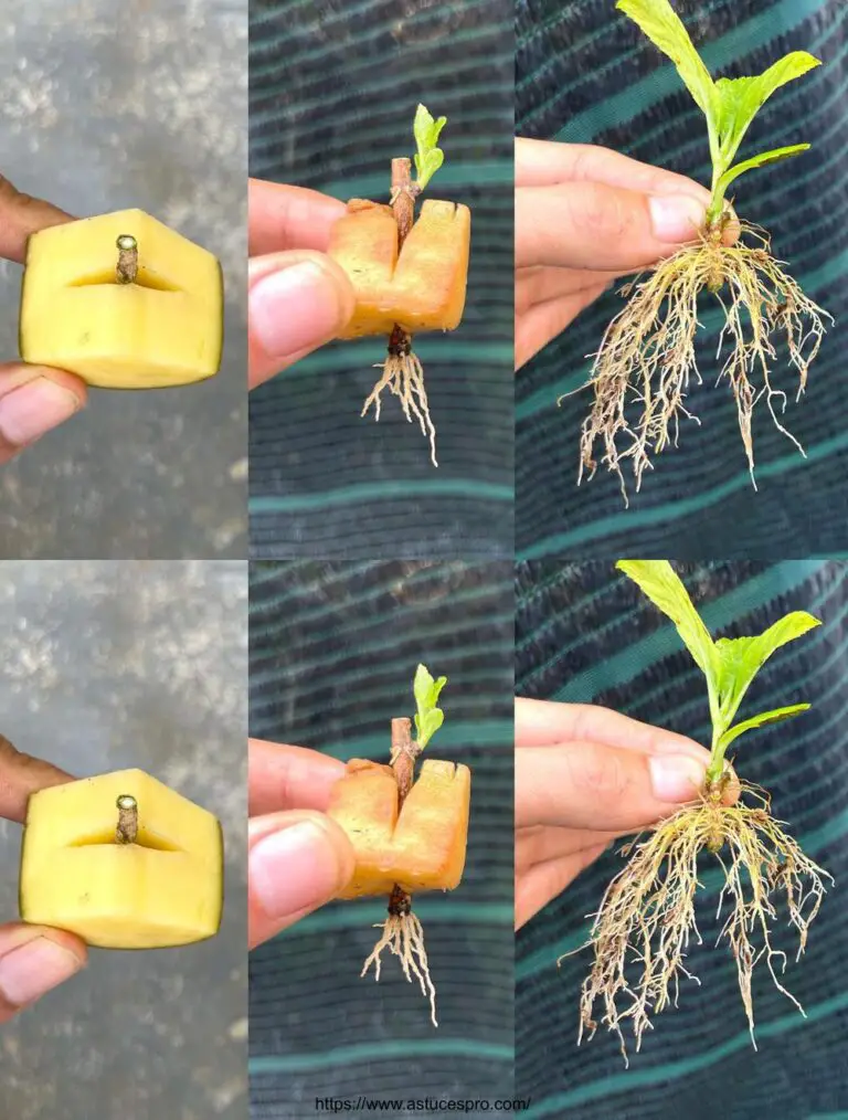 Cómo cultivar hortensias con patatas, consejos para cuidar de un jardín de flores.