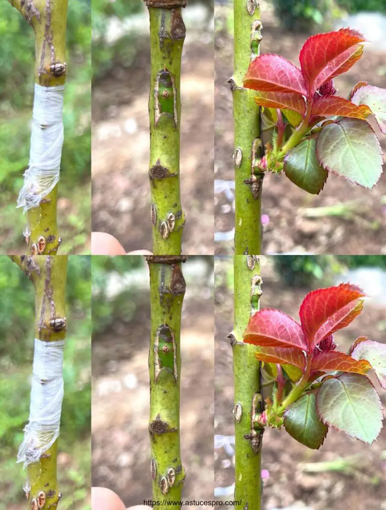 Consejo para injertar rosas de varios colores en el mismo árbol