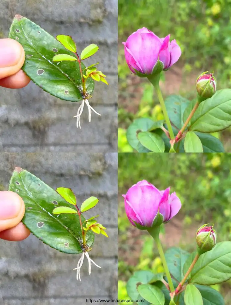 Descubre cómo crecer rosas con hojas