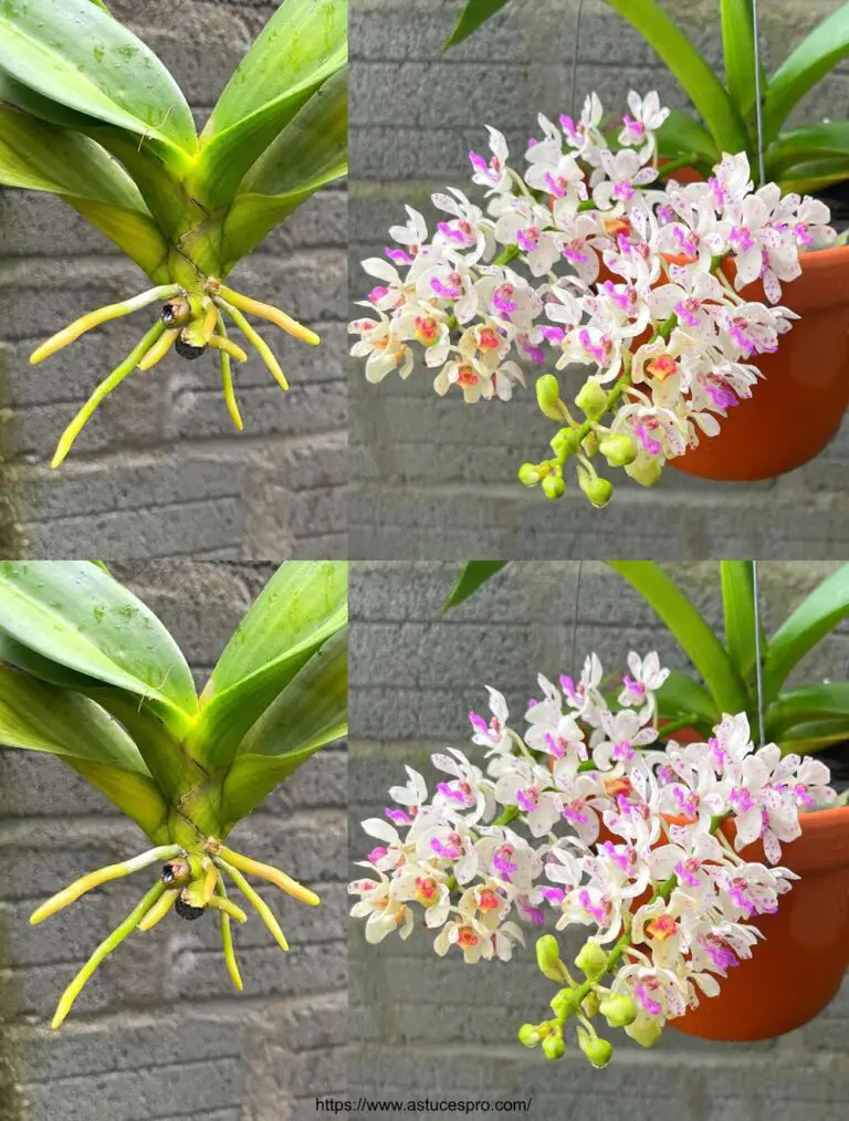 ¿Cómo florecer una orquídea usando un plátano?