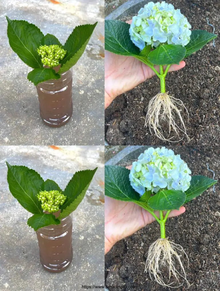 Por supuesto, aquí hay una atractiva versión francesa de este título: Cultivar hermosas hortensias con cortes de flores