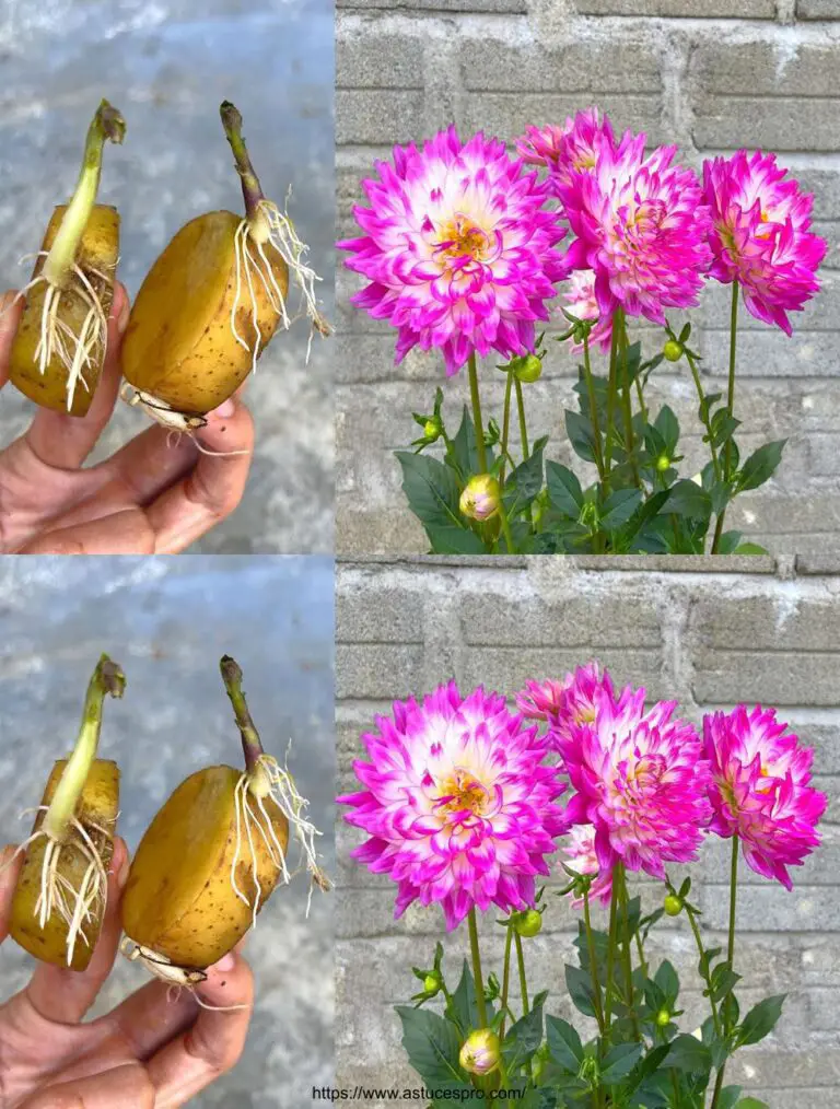 Crecer dahlias en casa: cómo cultivar Dahlias de tubérculos