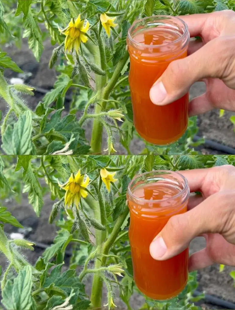 Los tomates producirán fruta al instante y permanecerán en perfecta salud, cosecharán cubos enteros hasta el otoño!