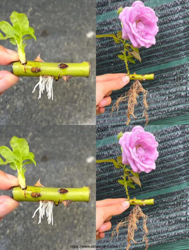 ¡Por supuesto! Aquí está una versión francesa pegajosa para su título: Guía para los cortes de rosas en el agua.