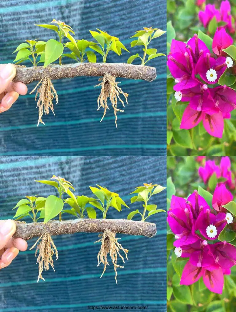 Descubre un nuevo método para cultivar bougainvillea en ramas y papel de flores