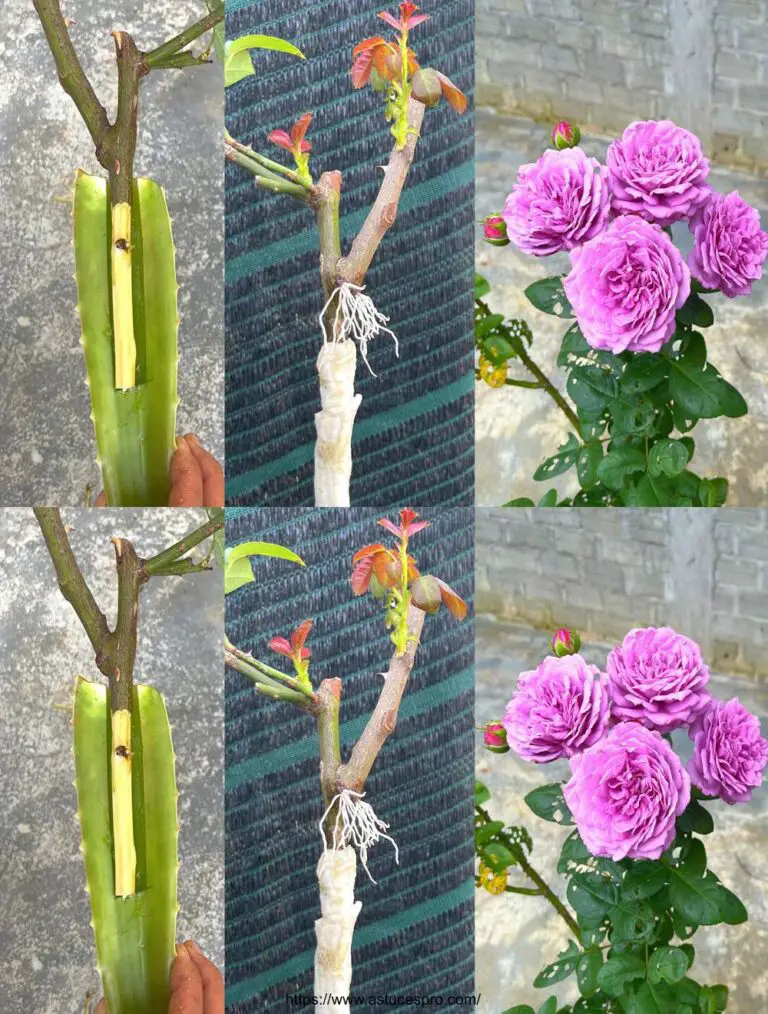 Cómo crecer rosas reproduciendo cortes de rosa púrpura con hojas daloès