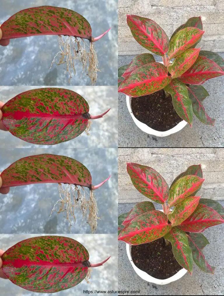 Cómo propagar Aglaonema Rotundum Rojo de hojas