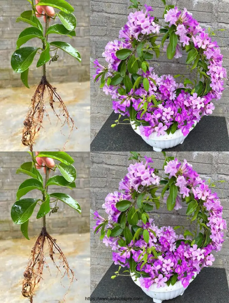 Cómo crear una olla bonsai de orquídeas de ajo