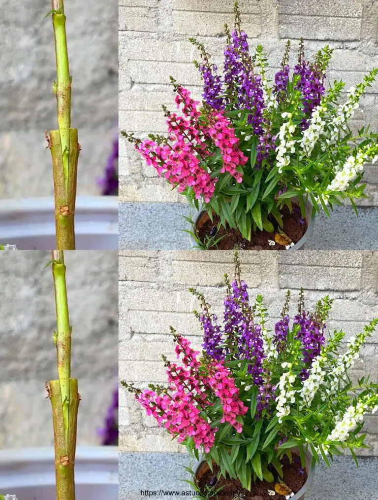 Cómo asociar tres colores de flores de jade en el mismo árbol