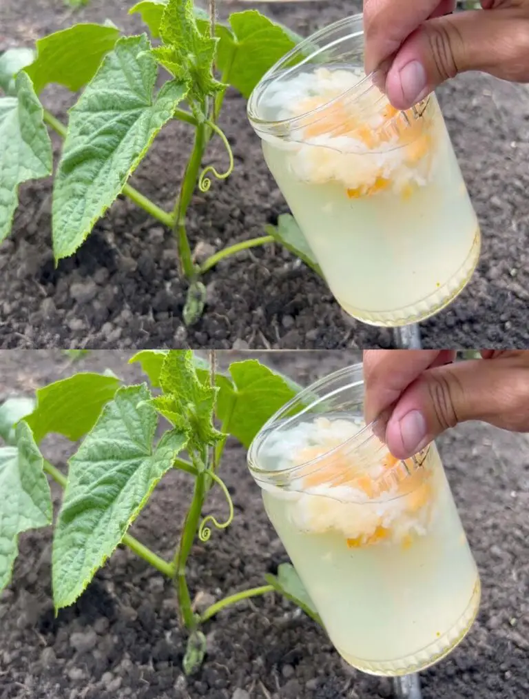 ¡No lo esperaba! Los pepinos crecen al instante, permanecen sanos y producen abundantes frutos después de eso.