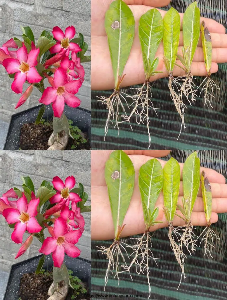 Cómo cuidar los Adenios, la planta del desierto, utilizando sus hojas