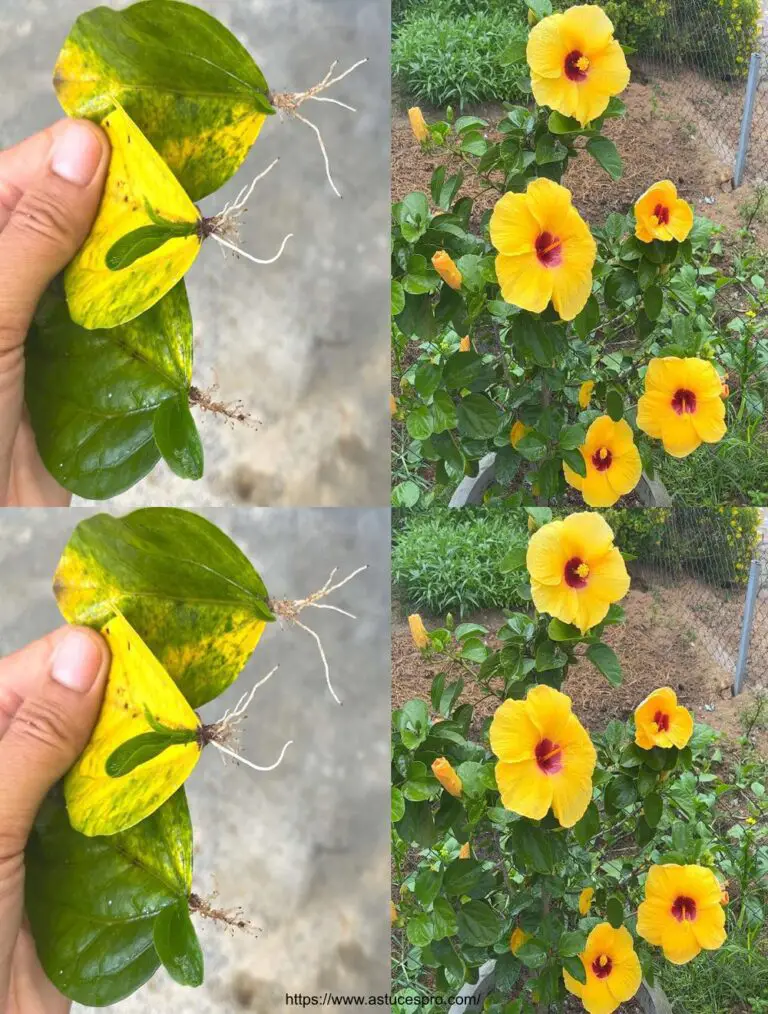 Cómo cultivar hibisco con hojas como un pro!