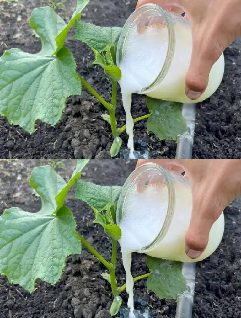 ¡A los pepinos les encanta este top dressing! Los pepinos te llenarán con una cosecha temprana.