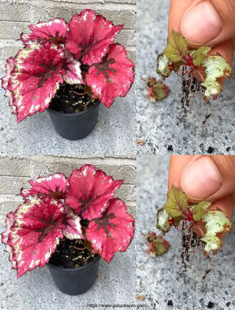 Treat begonias con hojas de azúcar marina