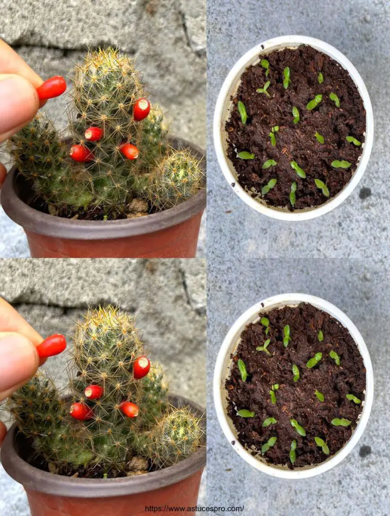 El cultivo exitoso de cactus de semillas que supera todas las expectativas