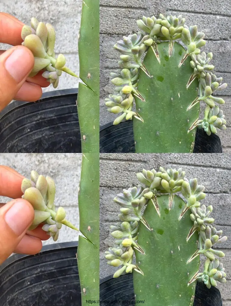 Cómo combinar la arena del río con cactus en polvo para un barrido.