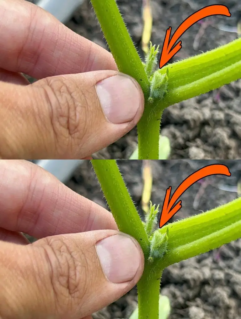 ¡Siempre doy forma a pepinos como este y recojo cubos enteros de un arbusto! Cucumber shaping.