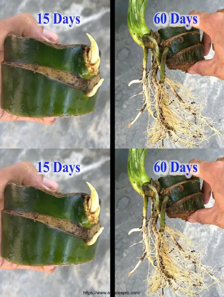 Cómo los árboles de Grand-bourgeon se reproducen cortando