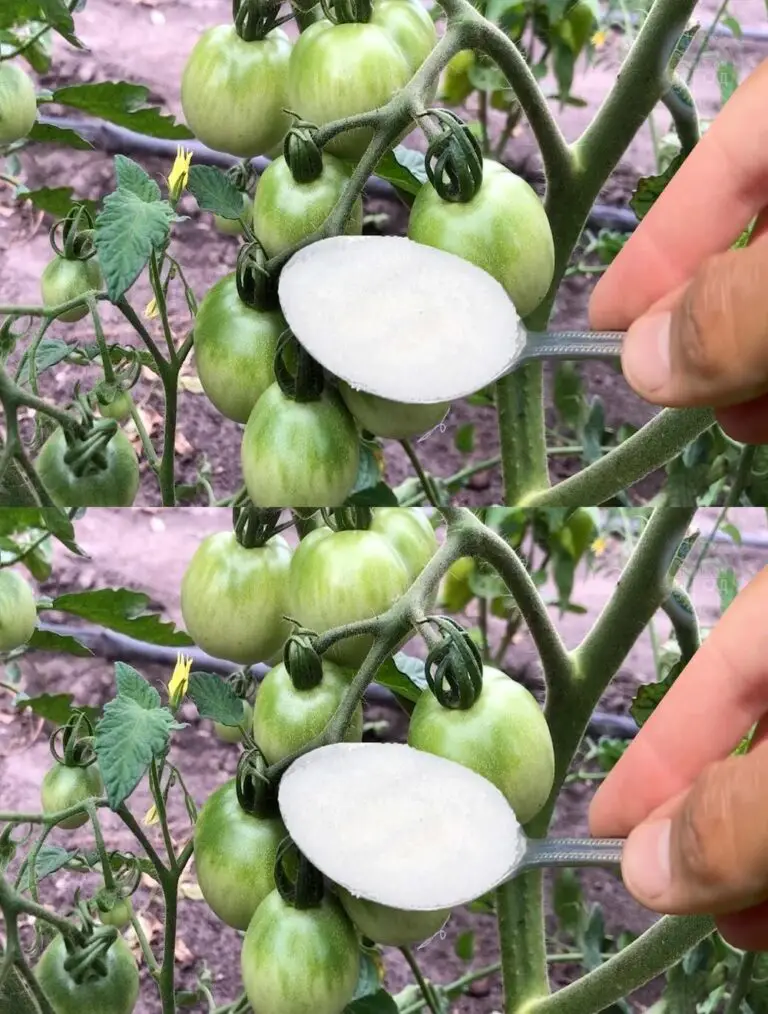 Urgente: fertilización esencial de tomates en junio! Para tomates abundantes ahora.