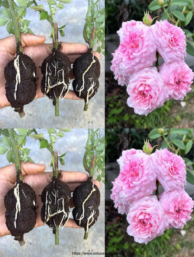 Use residuos de café para aumentar las raíces de sus rosas