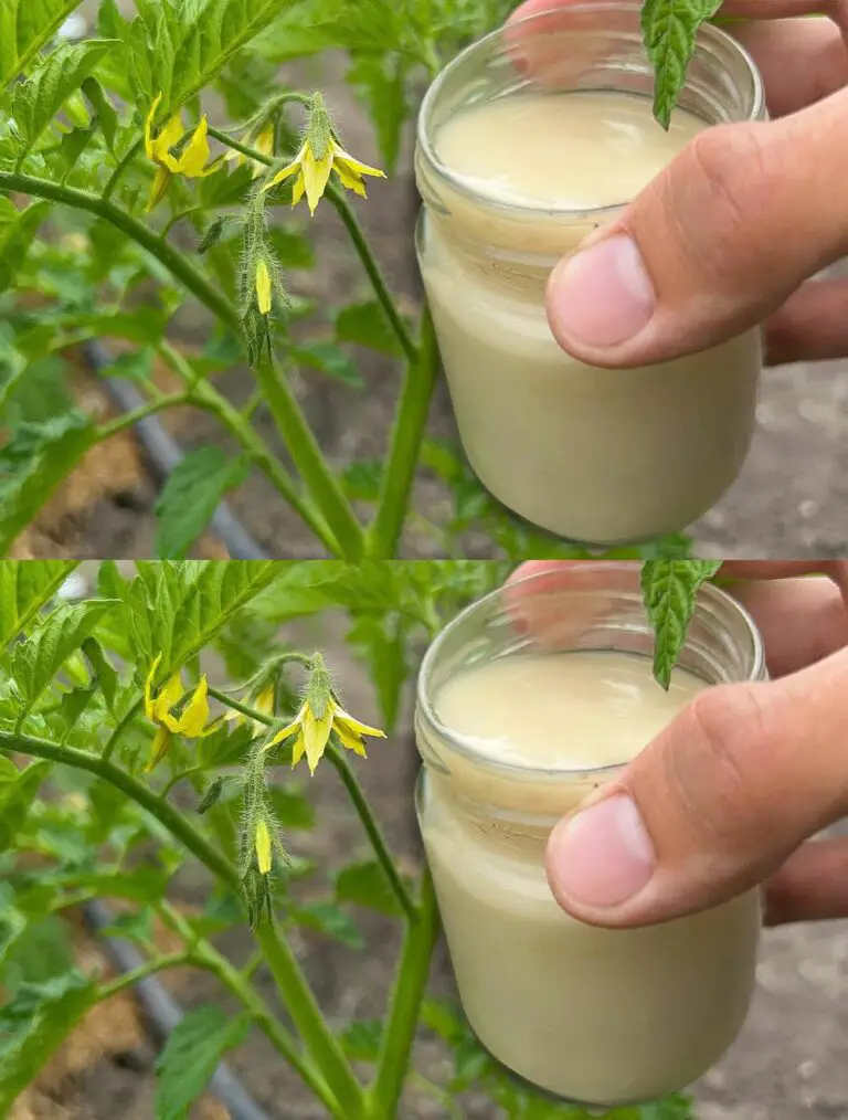 Los tomates producen instantáneamente fruta y nunca se enfermarán con mildew