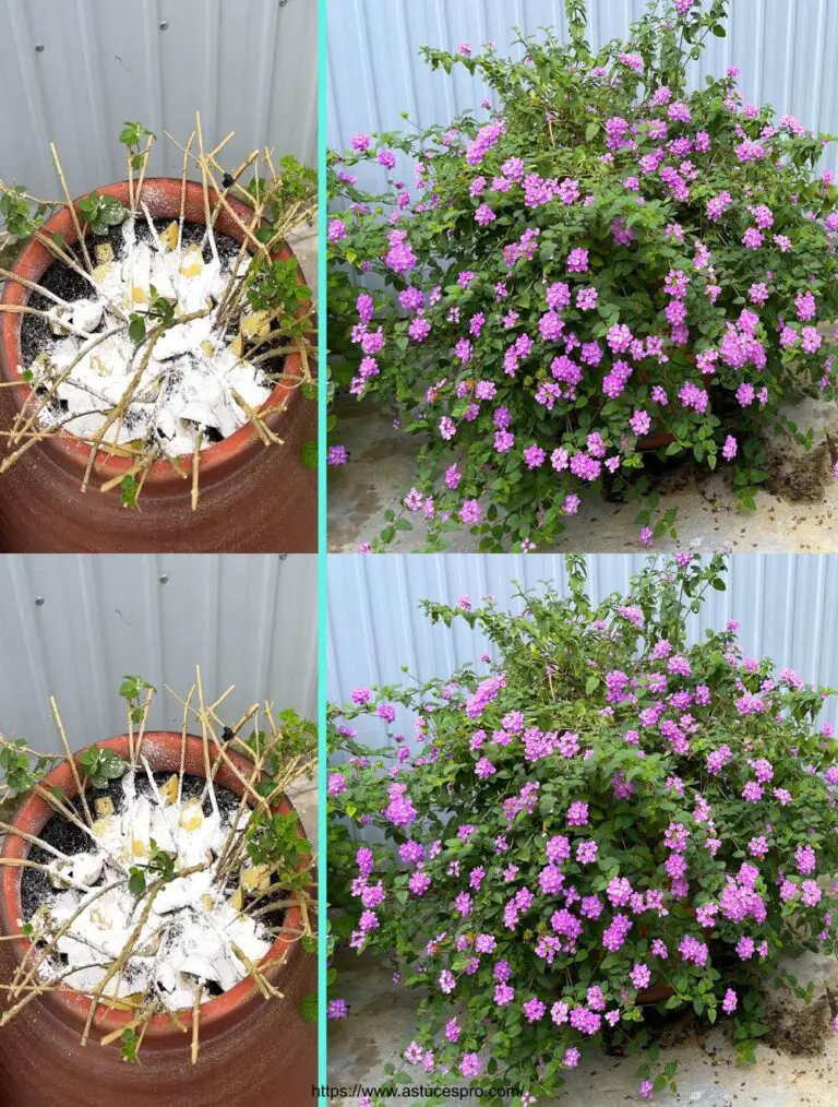 Creación de fertilizante natural para flores de patatas.