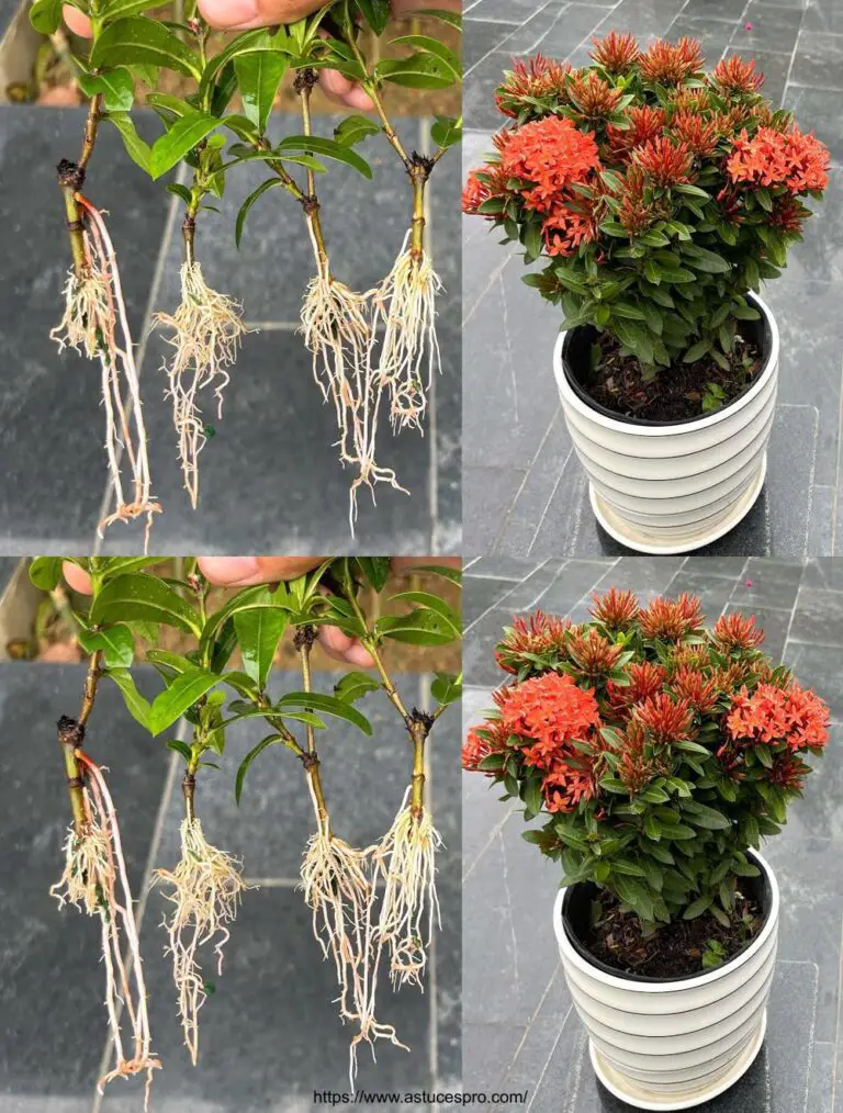 Cómo cultivar flores sin suelo en Ixora: método de agua