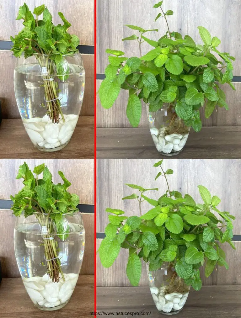 Cultivar la menta en el agua