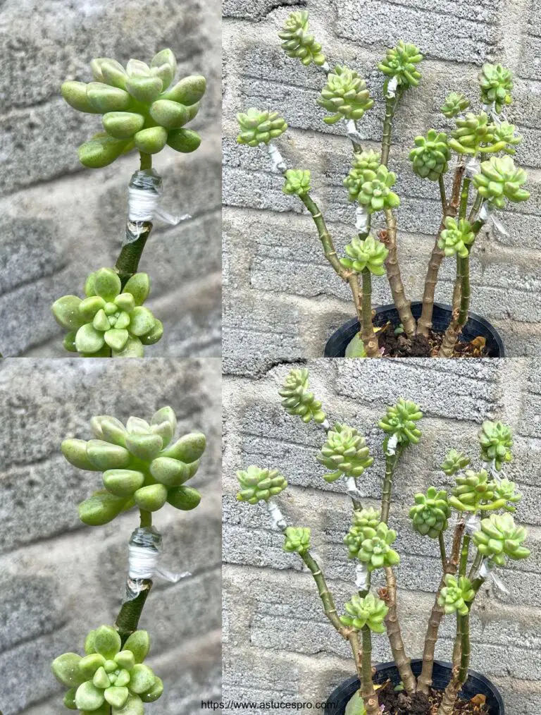 Combina plantas grasas con la belleza de Kalanchoe