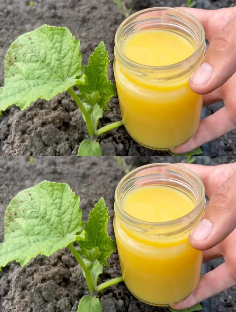 ¡Los pepinos y los tomates crecen rápido, permanecen sanos y dan mucho! ¡Un remedio simple pero efectivo!