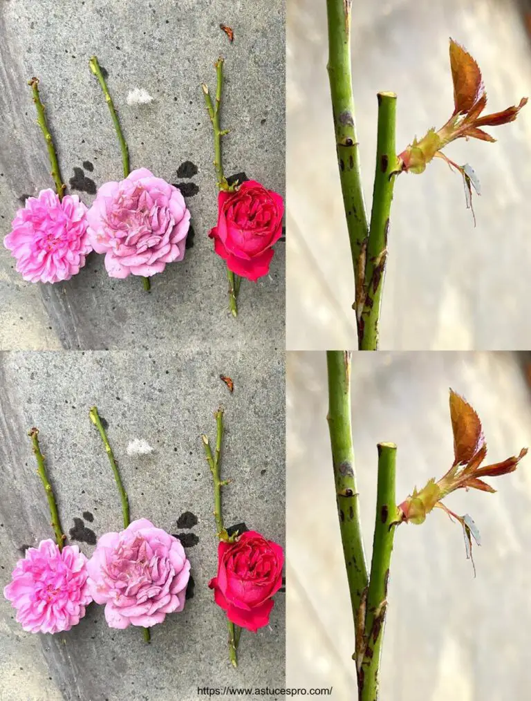 Cómo injertar tres rosas de diferentes colores en una rama