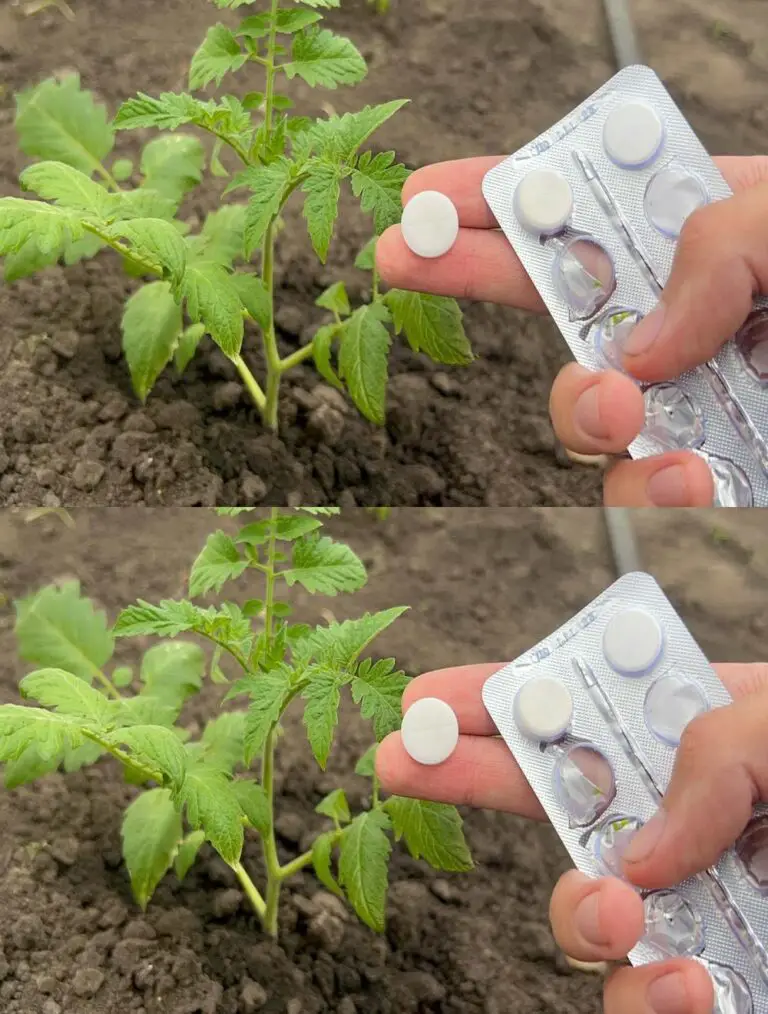 Tomates, pepinos y pimientos crecerán rápidamente y sanos para una cosecha abundante.