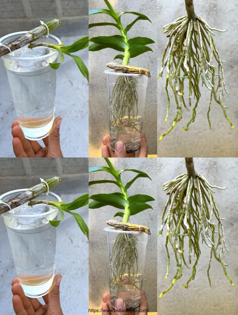 Orquídeas de crecimiento en el agua: una abundancia de raíces