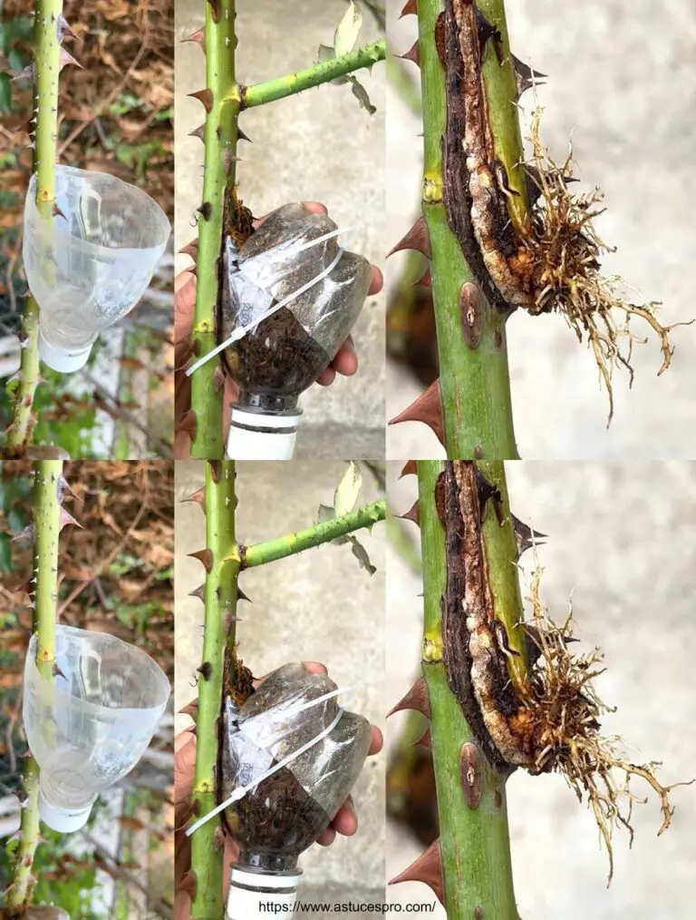 Propagando rosas con una máquina de hacer