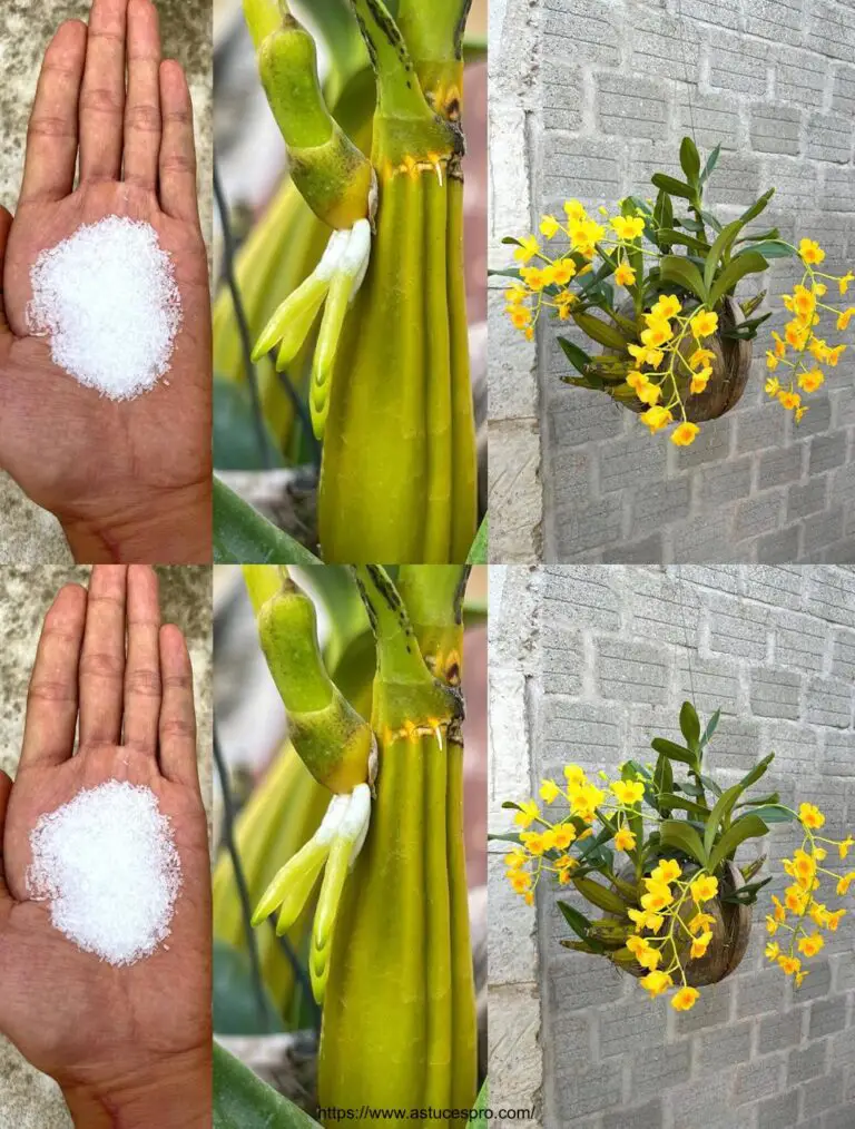 Puja raíces y flores para orquídeas