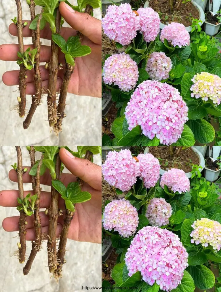 Cultivar flores en la arena