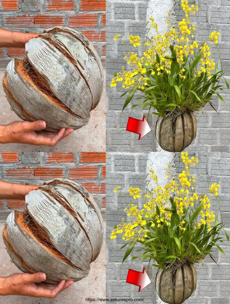 Cuida de orquídeas con una olla de flores hechas de la cáscara de coco