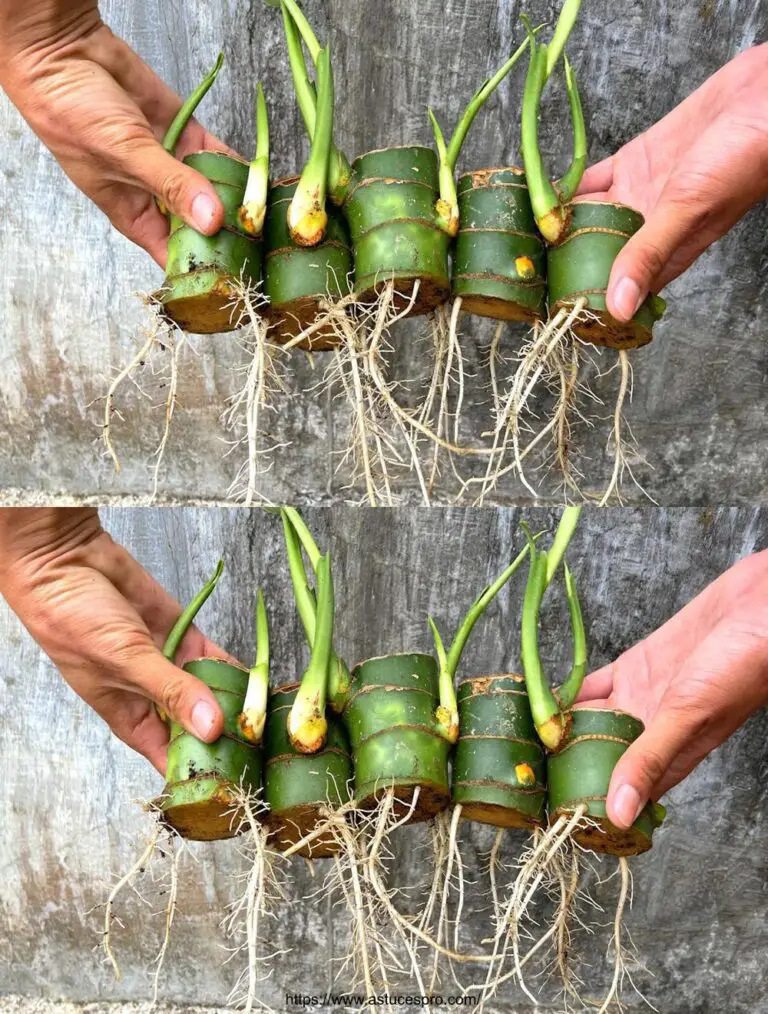 Cómo Propagar las plantas fácilmente–Dieffenbachia Pintado