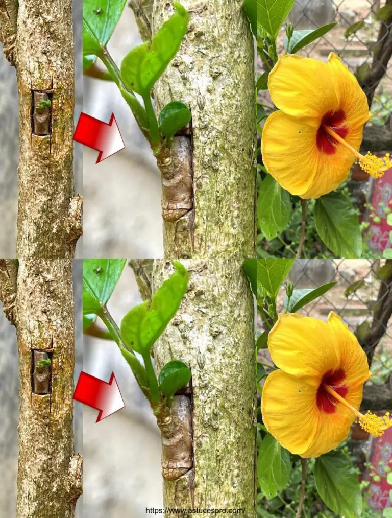 Combina dos variedades de hibisco en un solo árbol