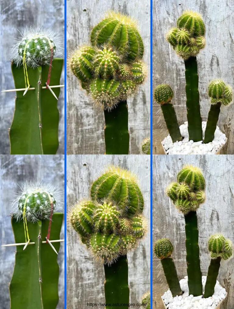 Cómo crear híbridos de cactus y árboles de dragón