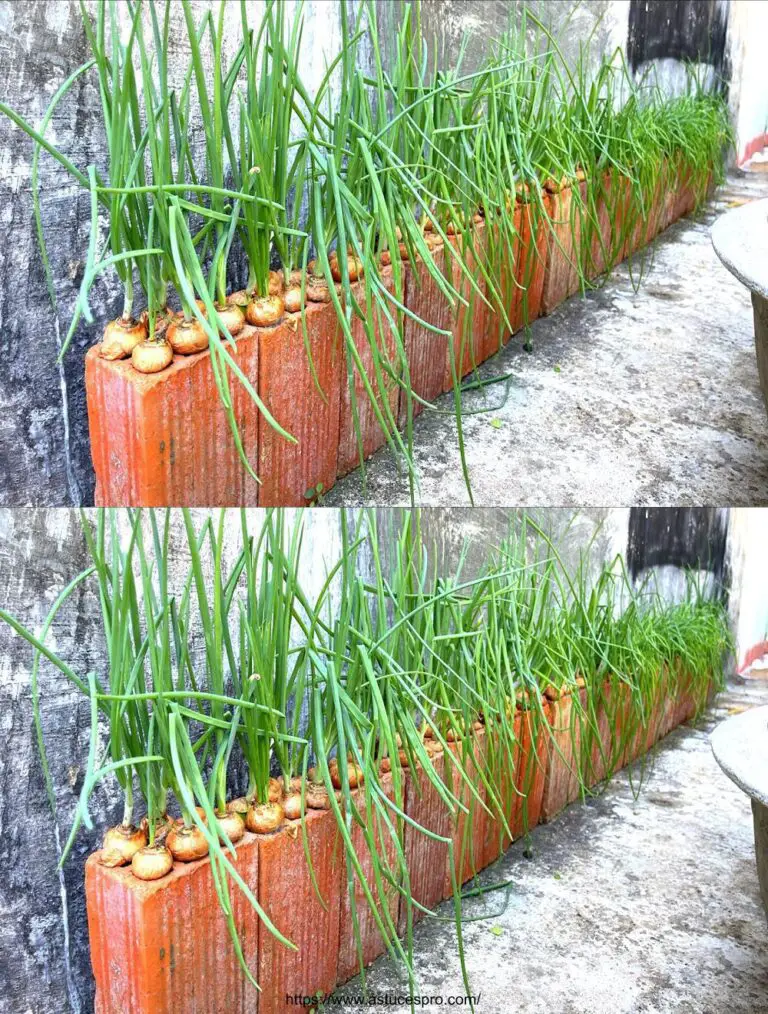 ¡Por supuesto! Aquí hay una versión pegadiza de este título en francés: Cultivando cebollas verdes en macetas de terracota!