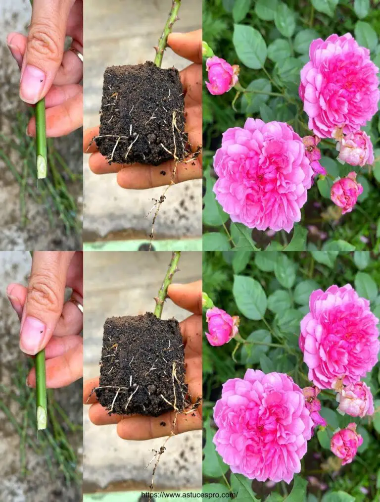 Creciendo rosas con ramas en una caja de leche reciclada