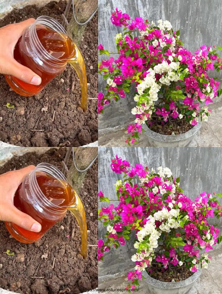 Cortar ramas para florecer el bougainvillea abundantemente