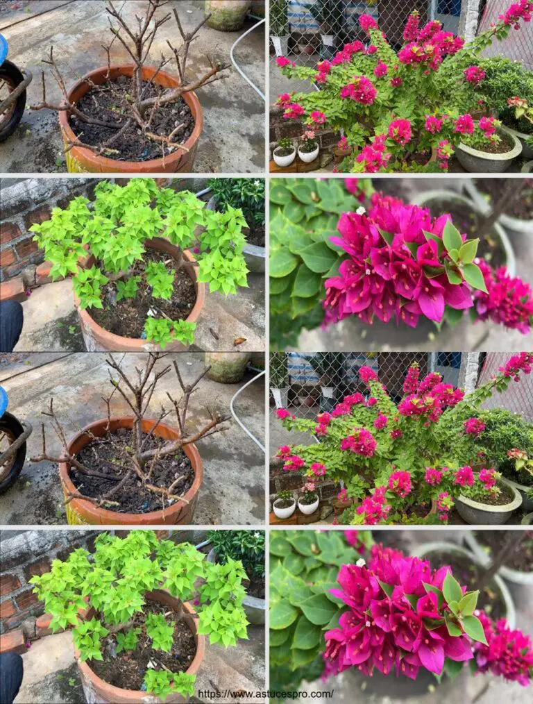 Cultivar flores abundantes con consejos para bougainvillea