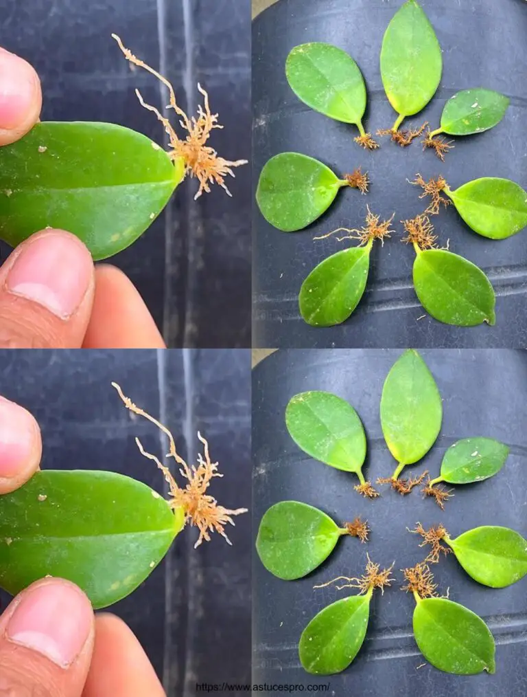 Cultivar hojas de planta en la arena