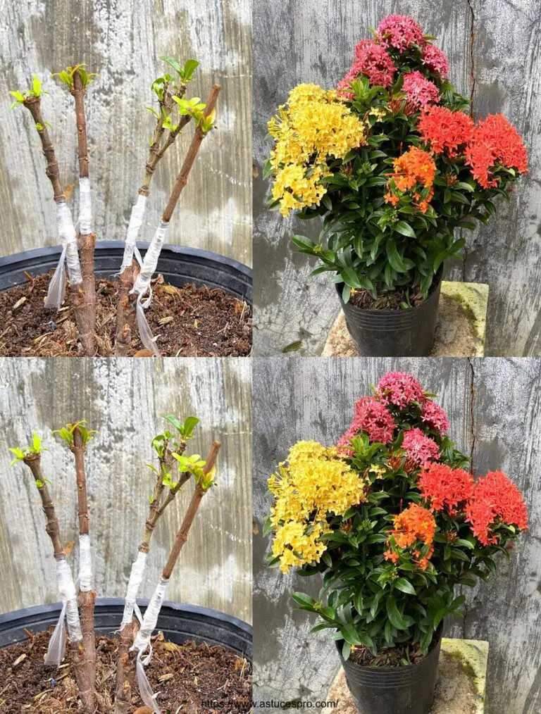 Ideas para crear un hermoso jardín floral con la planta Ixora coccinea