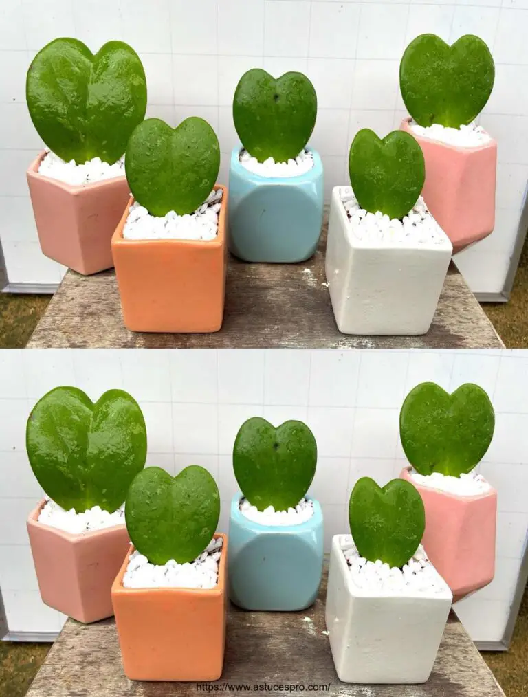 Cultivar Hoya kerrii con hojas en forma de corazón en una olla pequeña