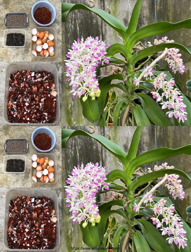 Cómo hacer fertilizante de orquídeas de cáscaras de huevo